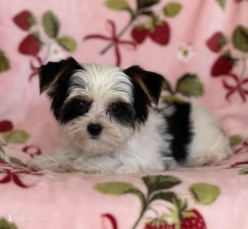 Romeo – Yorkshire Terrier puppy for sale in Carthage, MS