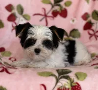 Romeo, a male Yorkshire Terrier for sale in Carthage, MS – Photo 1 of 3