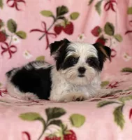 Romeo, a male Yorkshire Terrier for sale in Carthage, MS – Photo 2 of 3