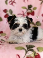 Romeo, a male Yorkshire Terrier for sale in Carthage, MS – Photo 3 of 3