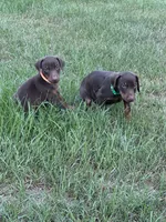 Orange, a male Doberman Pinscher for sale in Carthage, MS – 4 of 4