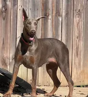 Blue cropped, a male Doberman Pinscher for sale in Carthage, MS – 9 of 9