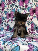 Bitzy , a female Yorkshire Terrier for sale in Carthage, MS – 6 of 7
