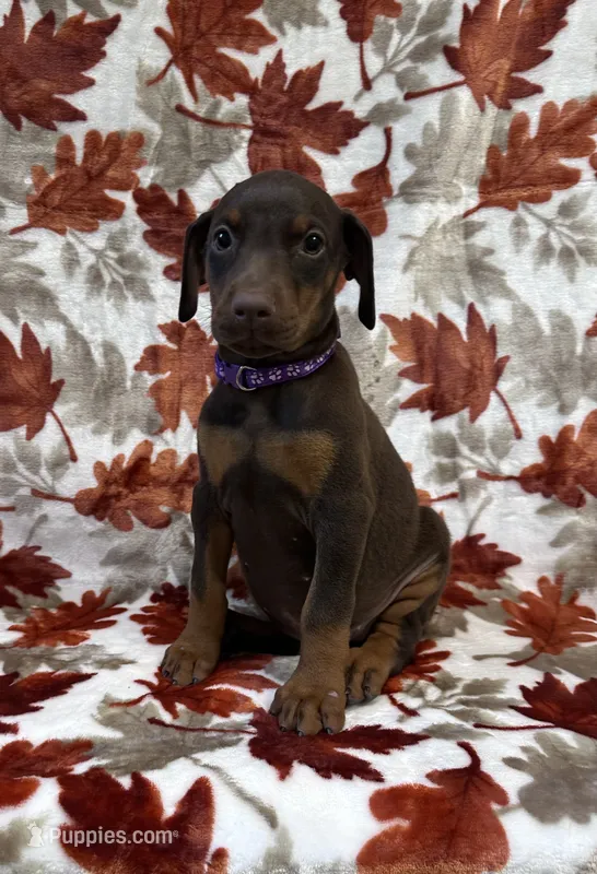 Purple – Doberman Pinscher puppy on hold in Carthage, MS