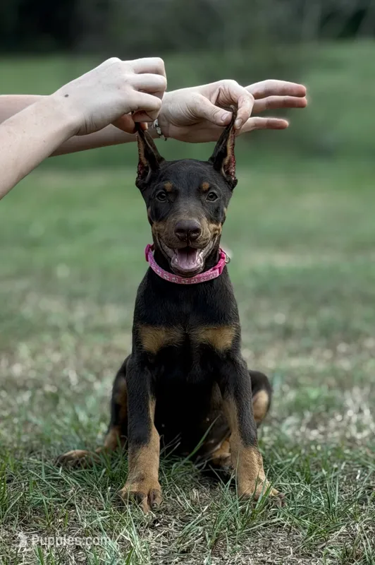 Pink cropped – Doberman Pinscher puppy for sale in Carthage, MS