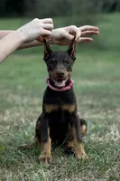 Pink cropped, a female Doberman Pinscher for sale in Carthage, MS – 1 of 7