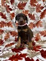Pink, a female Doberman Pinscher for sale in Carthage, MS – 4 of 4