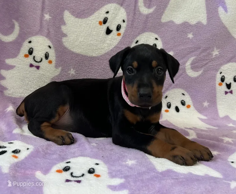 Pink  – Doberman Pinscher puppy for sale in Carthage, MS