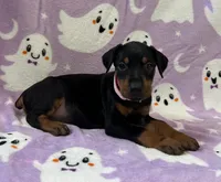 Pink , a female Doberman Pinscher for sale in Carthage, MS – 1 of 3