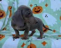 Bella , a male Miniature Dachshund for sale in Carthage, MS – 4 of 5