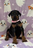 Pink , a female Doberman Pinscher for sale in Carthage, MS – 2 of 3