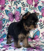 Bailey , a female Yorkshire Terrier for sale in Carthage, MS – 4 of 6