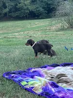 Pink, a female Doberman Pinscher for sale in Carthage, MS – 3 of 4