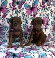 Red, a male Doberman Pinscher for sale in Carthage, MS – 2 of 3