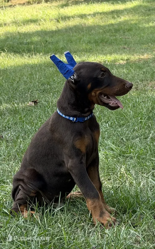 Blue cropped – Doberman Pinscher puppy for sale in Carthage, MS