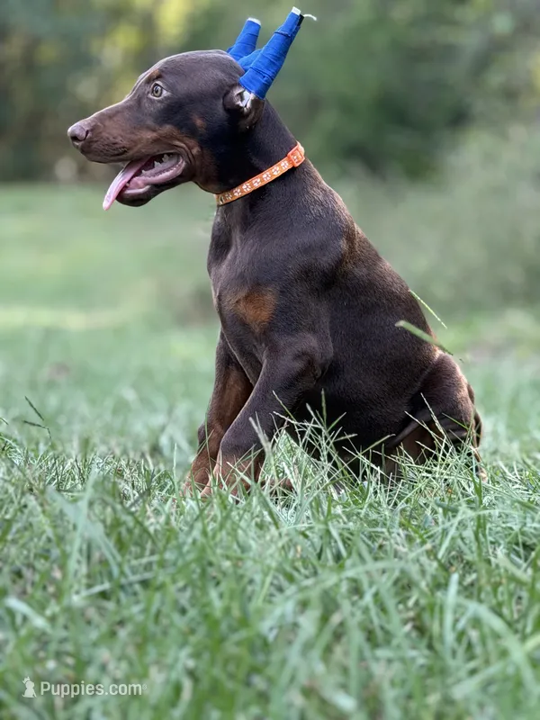 Orange/ cropped – Doberman Pinscher puppy for sale in Carthage, MS