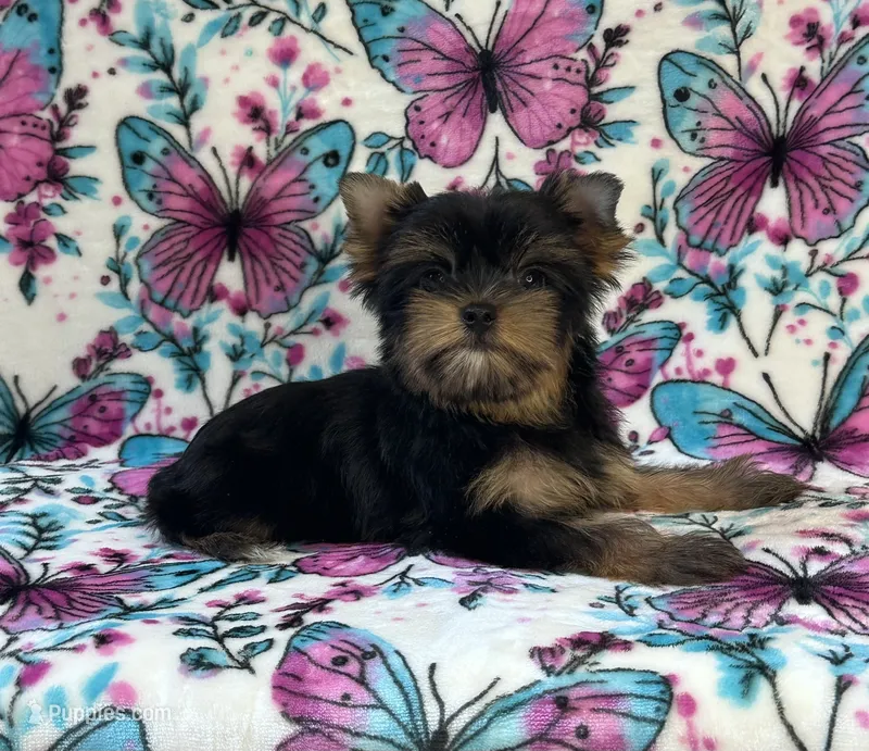 Bailey  – Yorkshire Terrier puppy for sale in Carthage, MS