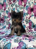 Bitzy , a female Yorkshire Terrier for sale in Carthage, MS – 5 of 7