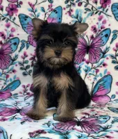 Bailey , a female Yorkshire Terrier for sale in Carthage, MS – 3 of 6