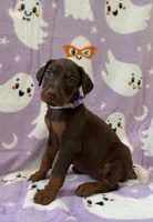 Purple, a female Doberman Pinscher for sale in Carthage, MS – 2 of 2