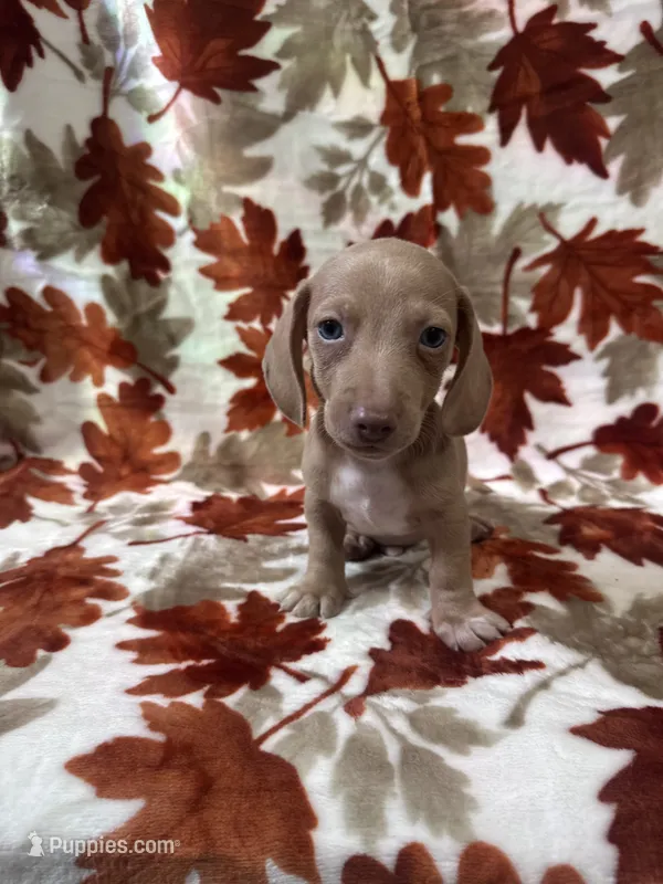 Dream-sickle  – Miniature Dachshund puppy for sale in Carthage, MS
