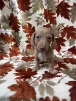 Dream-sickle , a male Miniature Dachshund for sale in Carthage, MS – 1 of 3