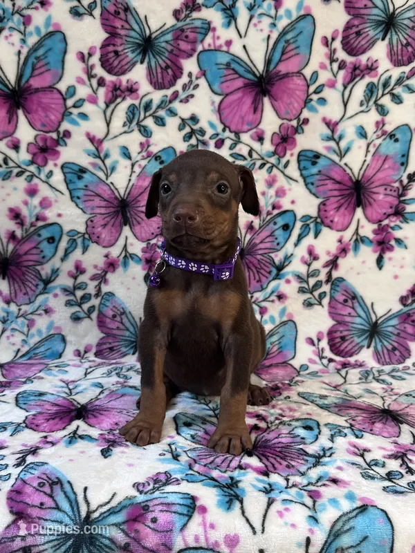 Purple – Doberman Pinscher puppy for sale in Carthage, MS