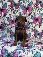 Purple, a female Doberman Pinscher for sale in Carthage, MS – 1 of 3
