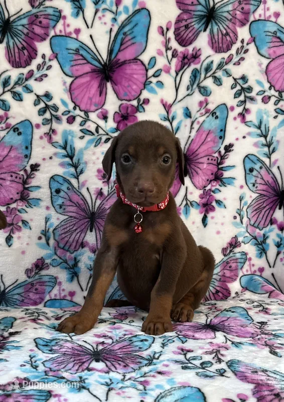 Red – Doberman Pinscher puppy for sale in Carthage, MS