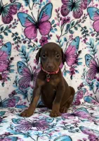 Red, a male Doberman Pinscher for sale in Carthage, MS – 1 of 3