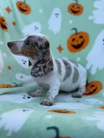 Dreamer, a male Miniature Dachshund for sale in Carthage, MS – 5 of 5