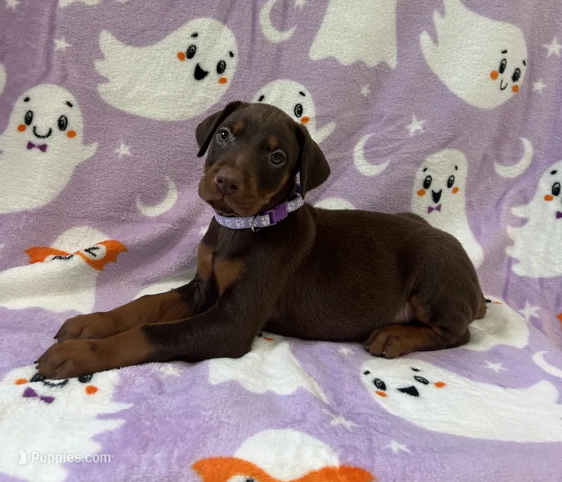 Purple – Doberman Pinscher puppy for sale in Carthage, MS