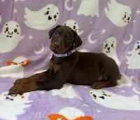 Purple, a female Doberman Pinscher for sale in Carthage, MS – 1 of 2