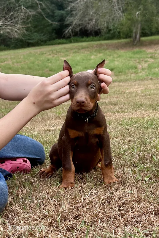 Black/ cropped – Doberman Pinscher puppy for sale in Carthage, MS