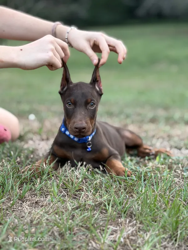 Blue cropped – Doberman Pinscher puppy for sale in Carthage, MS