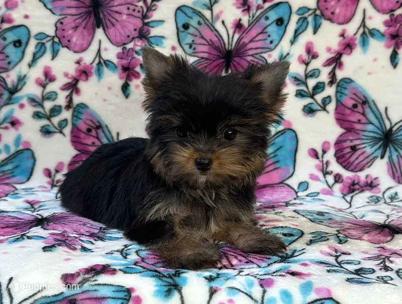 Bitzy  – Yorkshire Terrier puppy for sale in Carthage, MS