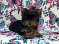Bitzy , a female Yorkshire Terrier for sale in Carthage, MS – 1 of 7