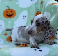 Dreamer, a male Miniature Dachshund for sale in Carthage, MS – 4 of 5