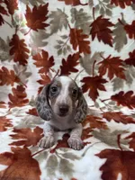 Dreamer, a male Miniature Dachshund for sale in Carthage, MS – 2 of 3