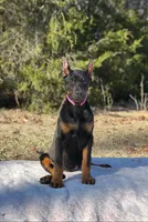 Purple, a female Doberman Pinscher for sale in Carthage, MS – Photo 3 of 3