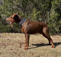 Purple, a female Doberman Pinscher for sale in Carthage, MS – Photo 2 of 3