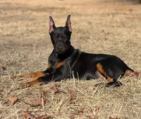 Purple, a female Doberman Pinscher for sale in Carthage, MS – Photo 1 of 3