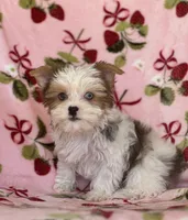 Star, a female Yorkshire Terrier for sale in Carthage, MS – Photo 4 of 7