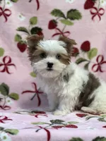 Star, a female Yorkshire Terrier for sale in Carthage, MS – Photo 3 of 7