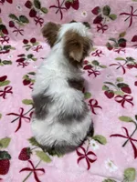 Star, a female Yorkshire Terrier for sale in Carthage, MS – Photo 7 of 7