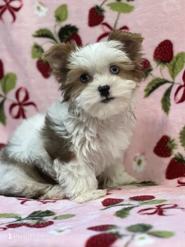 Star – Yorkshire Terrier puppy for sale in Carthage, MS