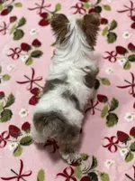 Star, a female Yorkshire Terrier for sale in Carthage, MS – Photo 6 of 7