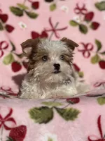 Star, a female Yorkshire Terrier for sale in Carthage, MS – Photo 5 of 7