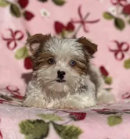 Star, a female Yorkshire Terrier for sale in Carthage, MS – Photo 2 of 7