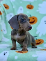 Bella , a male Miniature Dachshund for sale in Carthage, MS – 2 of 5
